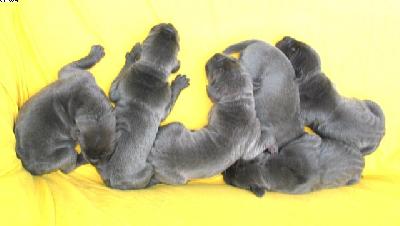 Lumina Vom Hause Wagner