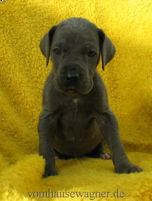 Lumina Vom Hause Wagner