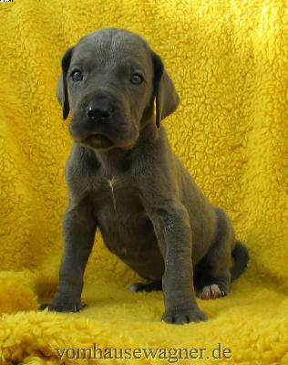 Lumina Vom Hause Wagner