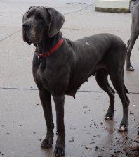 Lumina Vom Hause Wagner