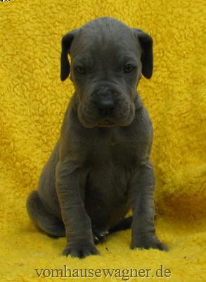 Lucida Vom Hause Wagner