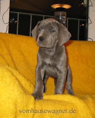 Longa Vom Hause Wagner