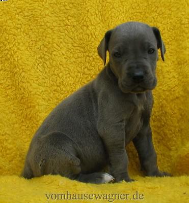 Longa Vom Hause Wagner