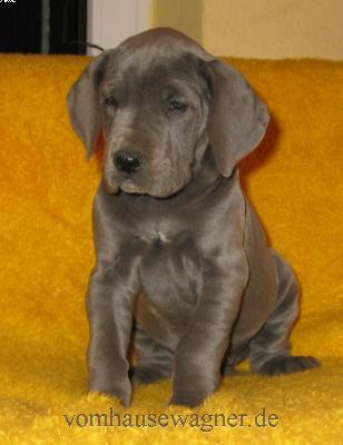 Longa Vom Hause Wagner