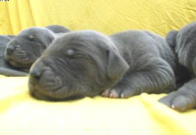 Lobi Vom Hause Wagner