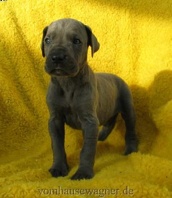 Limbica Vom Hause Wagner