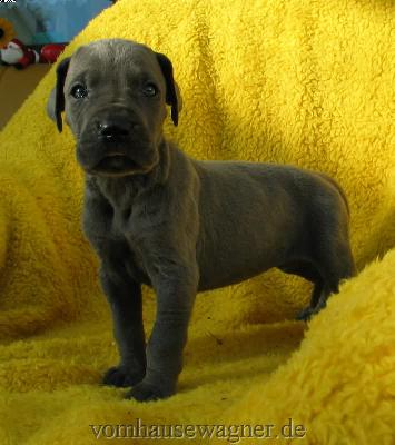 Limbica Vom Hause Wagner