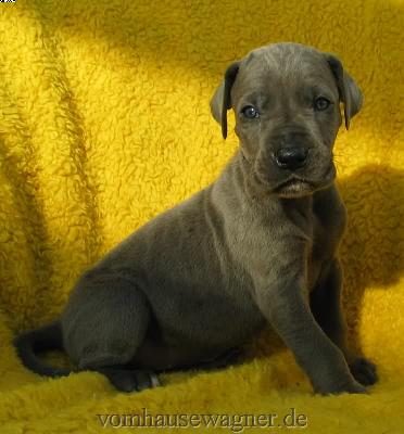 Limbica Vom Hause Wagner