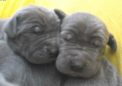 Lata Vom Hause Wagner