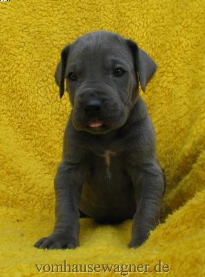 Lata Vom Hause Wagner