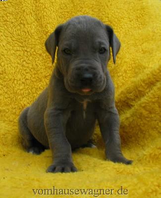 Lata Vom Hause Wagner