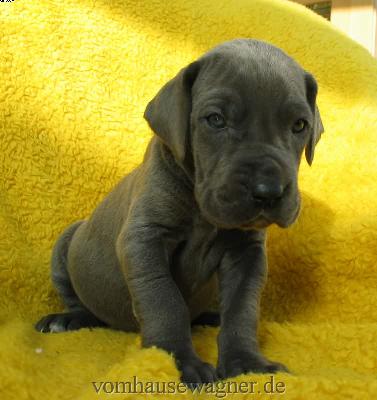 Lacuna Vom Hause Wagner