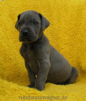 Lacuna Vom Hause Wagner