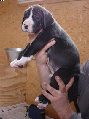 Akari Von Der Xylonor