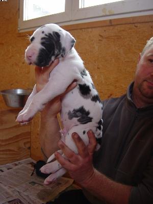 Askan Von Der Xylonor