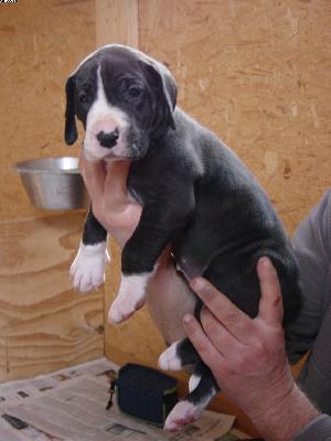 Andra Von Der Xylonor