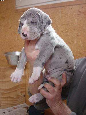 Amanda Von Der Xylonor