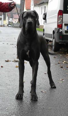 Cassam Des Terres De La Rairie