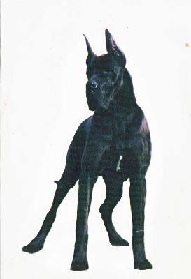 Play-boy Des Terres Royales