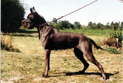 Lilia De La Foret De Kaysersberg