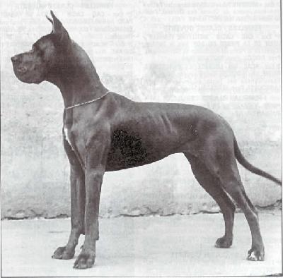 Joly Blue Des Terres Royales