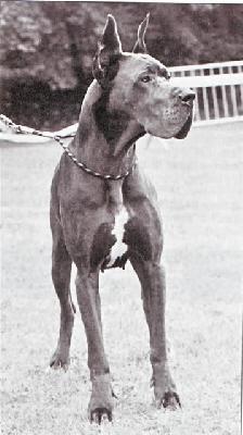 Joly Blue Des Terres Royales