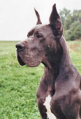 Joly Blue Des Terres Royales