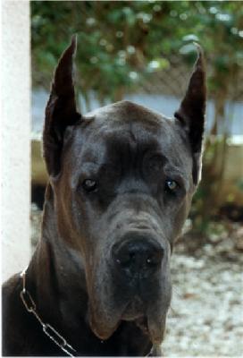 Nobless Blue Des Terres Royales