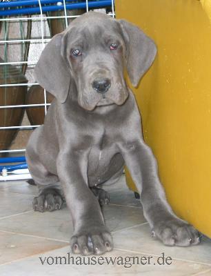 Meatus Vom Hause Wagner