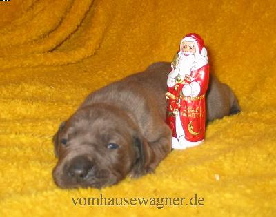 Meatus Vom Hause Wagner