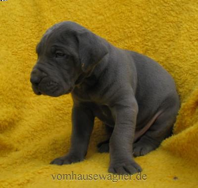 Meatus Vom Hause Wagner