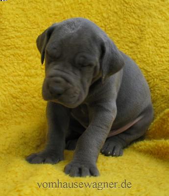 Meatus Vom Hause Wagner