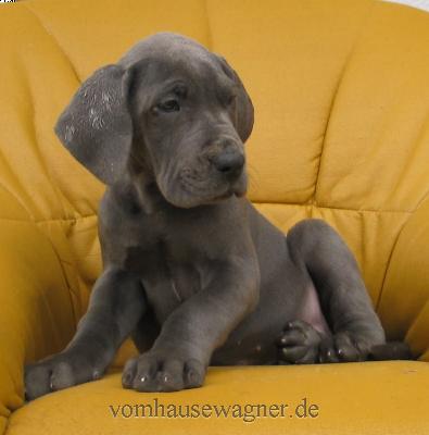 Meatus Vom Hause Wagner