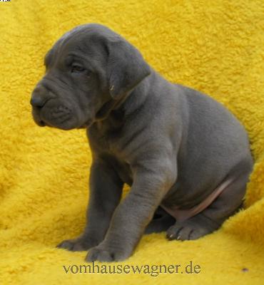 Modiolus Vom Hause Wagner