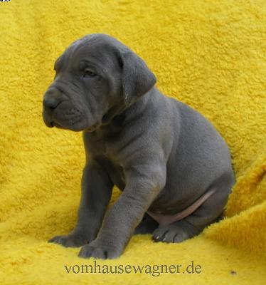 Modiolus Vom Hause Wagner