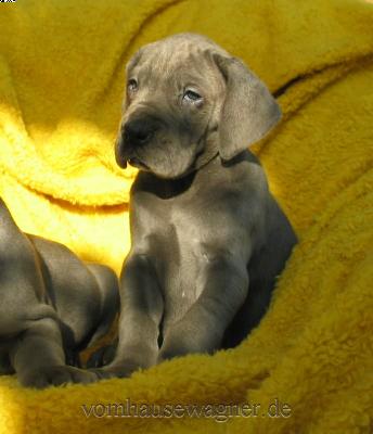 Macula Vom Hause Wagner