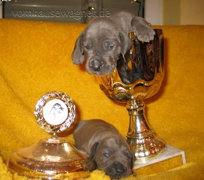 Macula Vom Hause Wagner