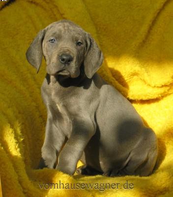 Medulla Vom Hause Wagner