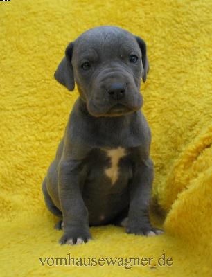 Manica-ishana Vom Hause Wagner