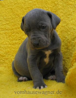 Manica-ishana Vom Hause Wagner