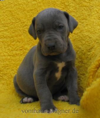 Manica-ishana Vom Hause Wagner