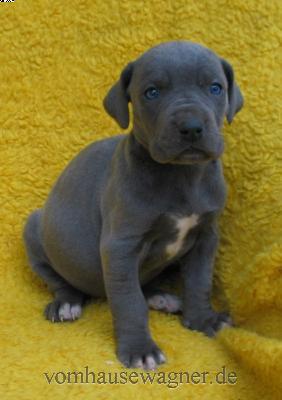 Manica-ishana Vom Hause Wagner