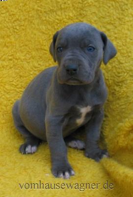 Manica-ishana Vom Hause Wagner