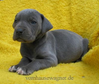 Manica-ishana Vom Hause Wagner