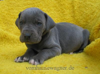 Manica-ishana Vom Hause Wagner