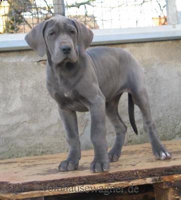 Metra Vom Hause Wagner