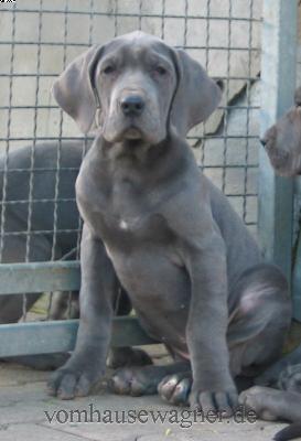 Metra Vom Hause Wagner