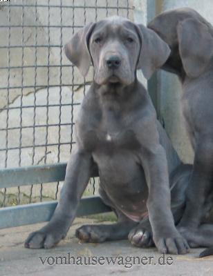 Metra Vom Hause Wagner