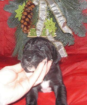 Ikaros Vom White Temple