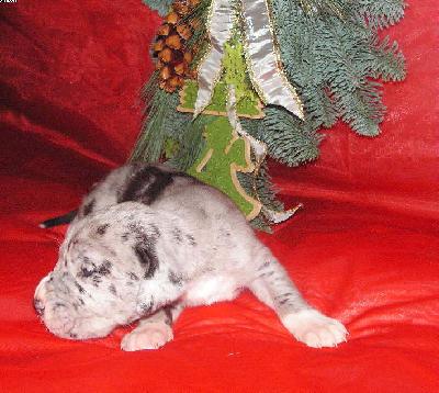 Ignaz Vom White Temple